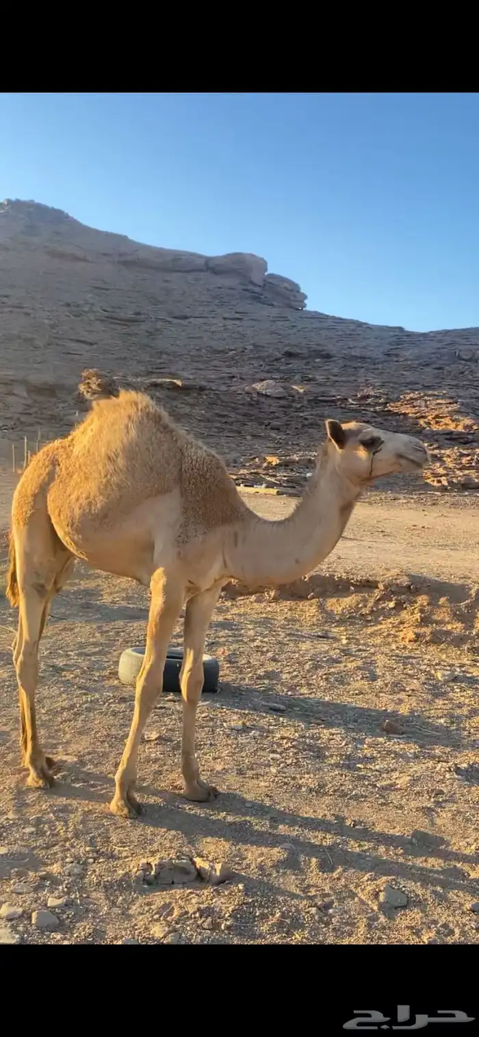 قعود مفرود حر صافي 0