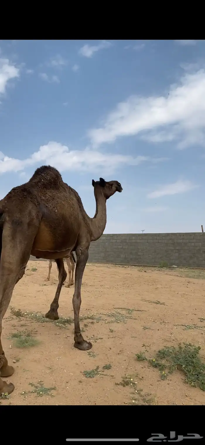 خلفه كفو 1