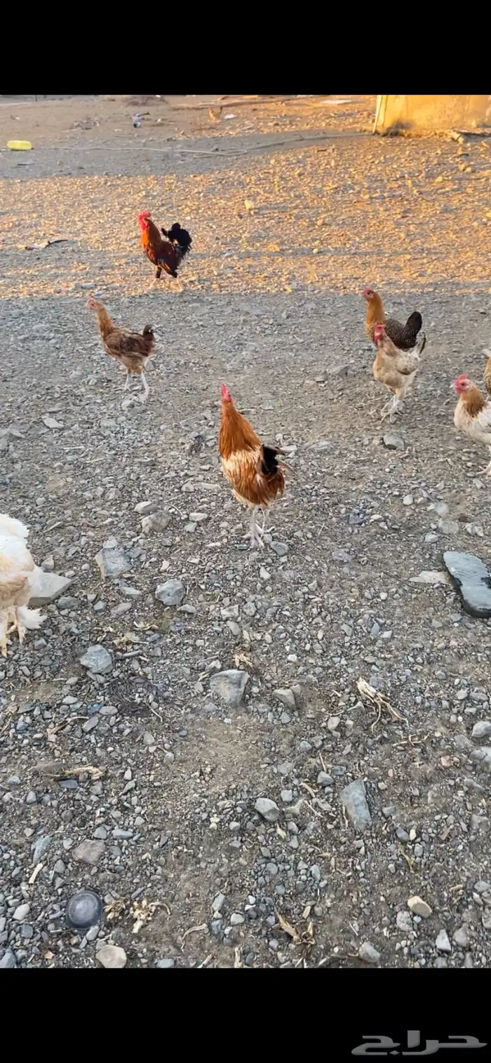 دجاج 2