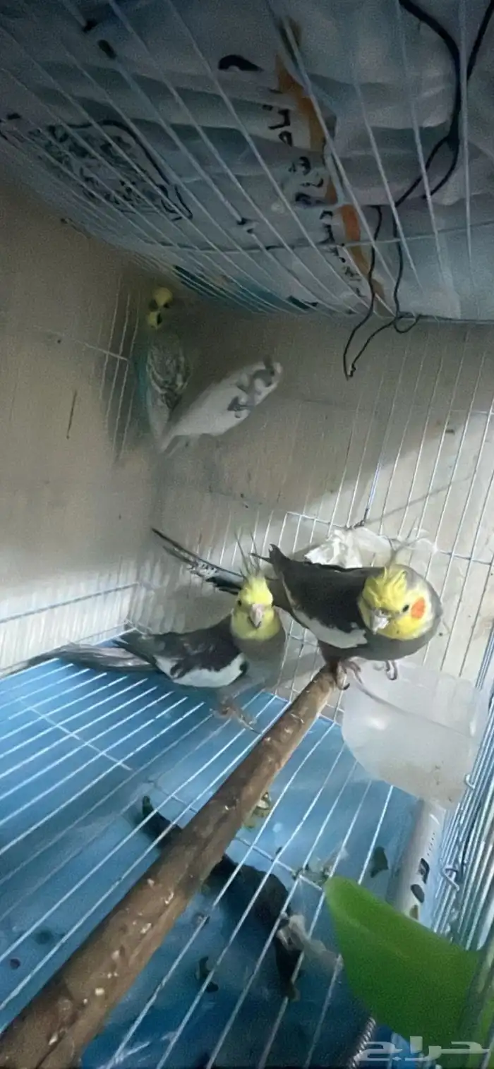 زوج طيور كروان 0