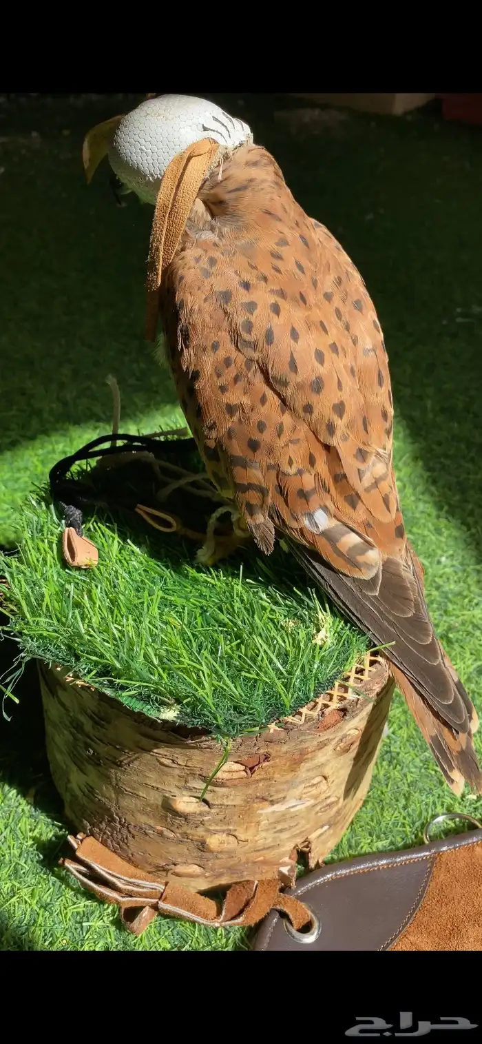 باشق  شبوط شرياص   للبيع 1