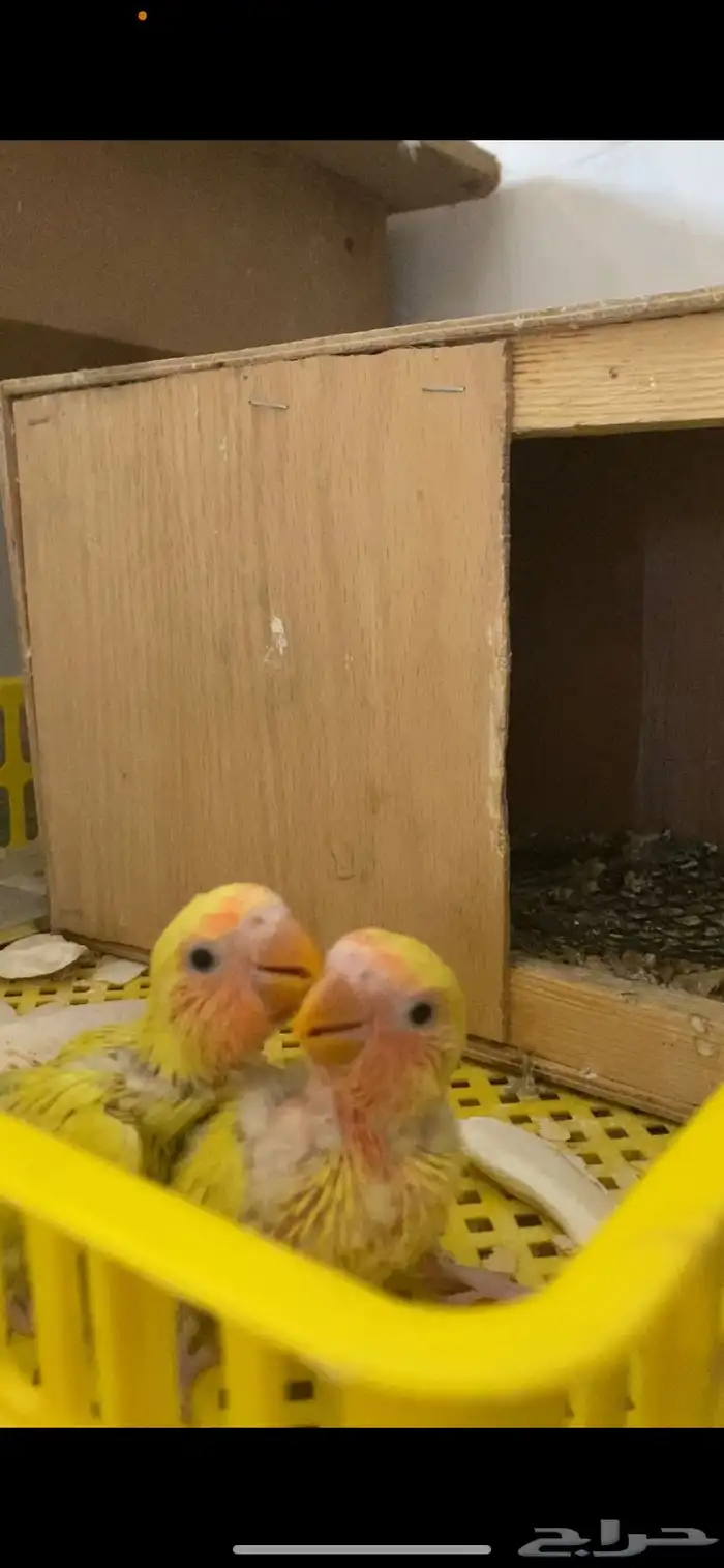 فروخ روز رد اوبلاين 3