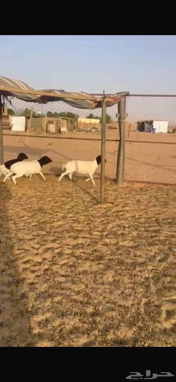 خرفان 2