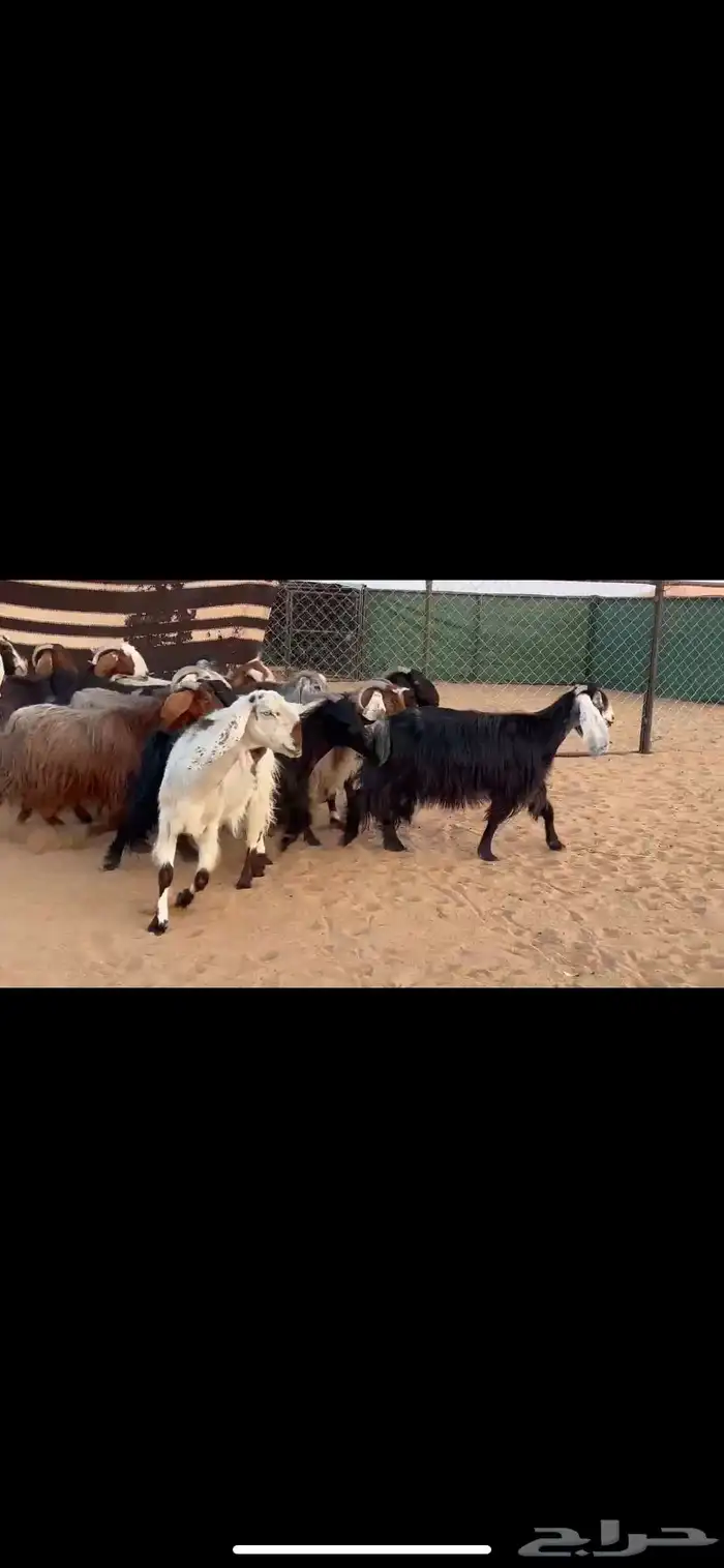 معزا دفيع 1
