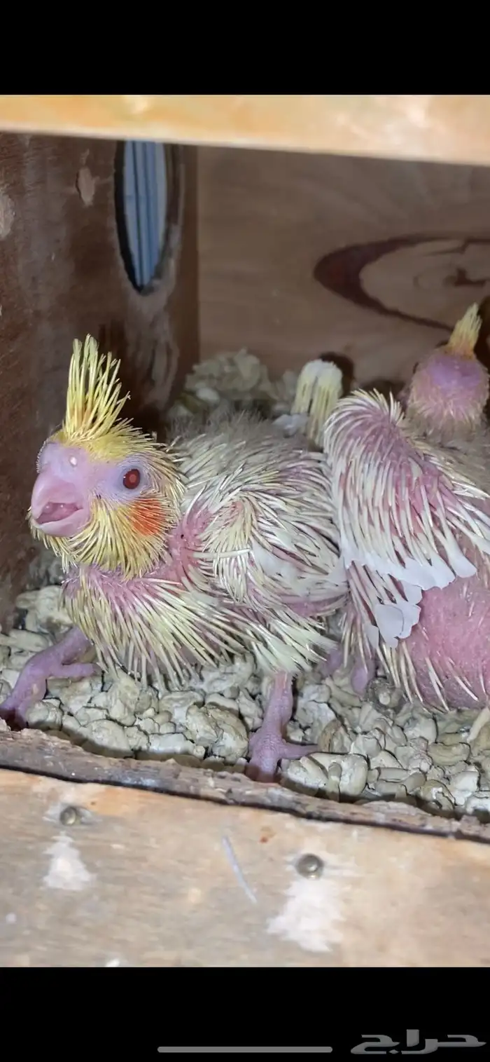 فروخ كوكتيل لاتينو عيون حمرا 1