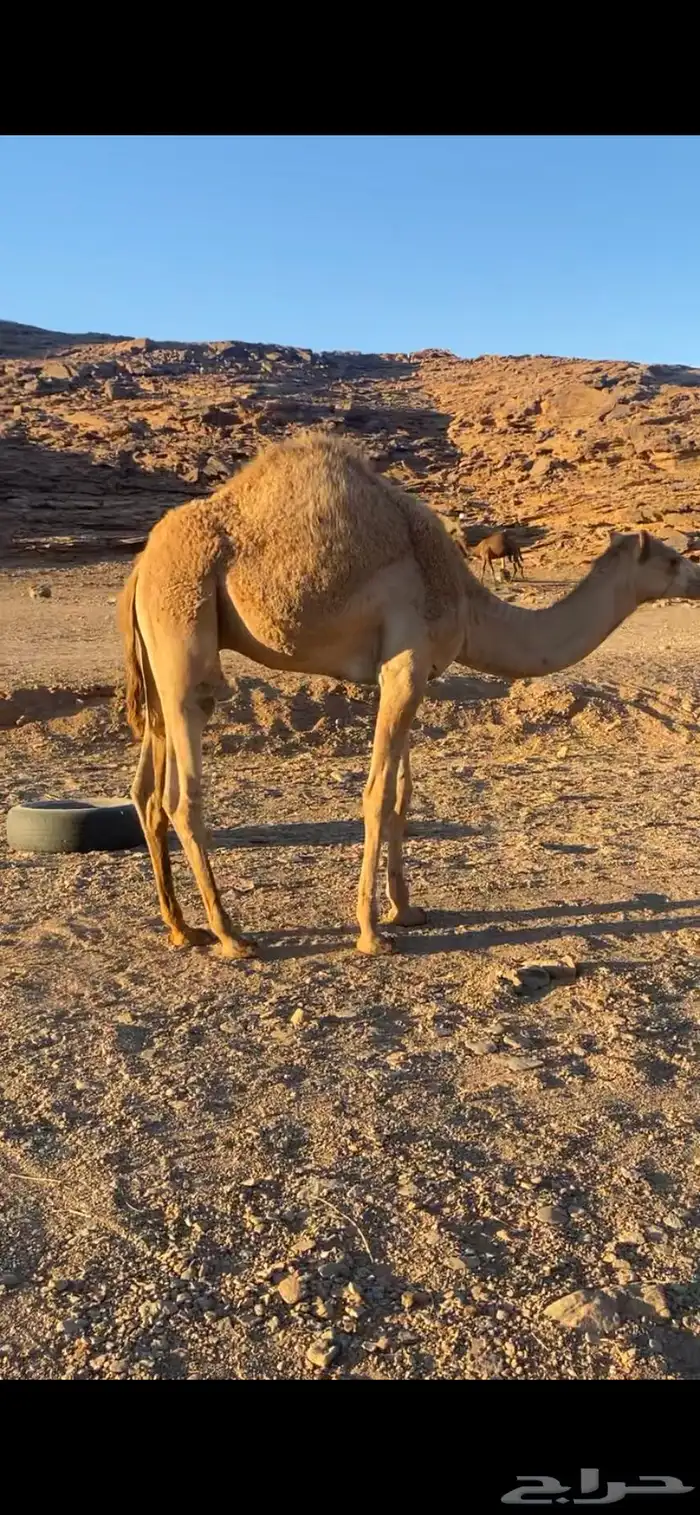 قعود مفرود حر صافي 1