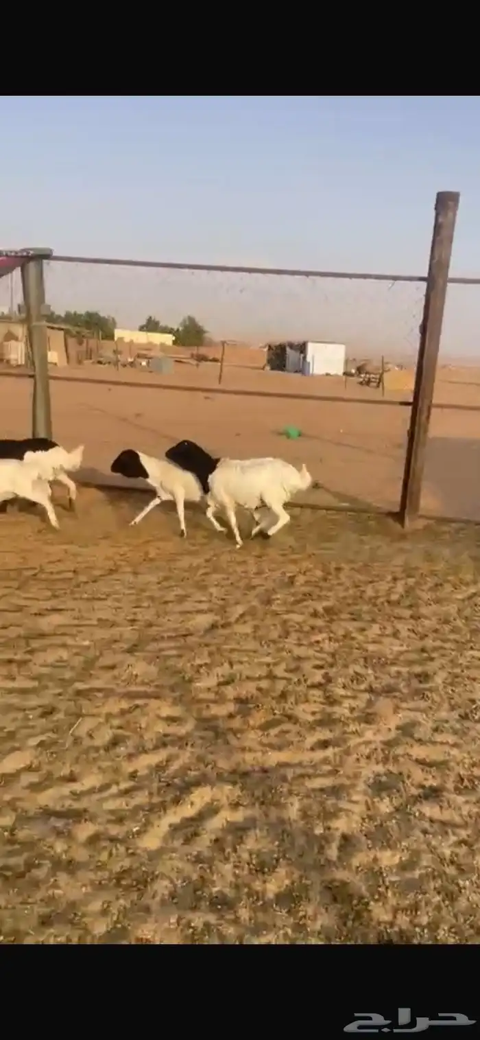 خرفان 3