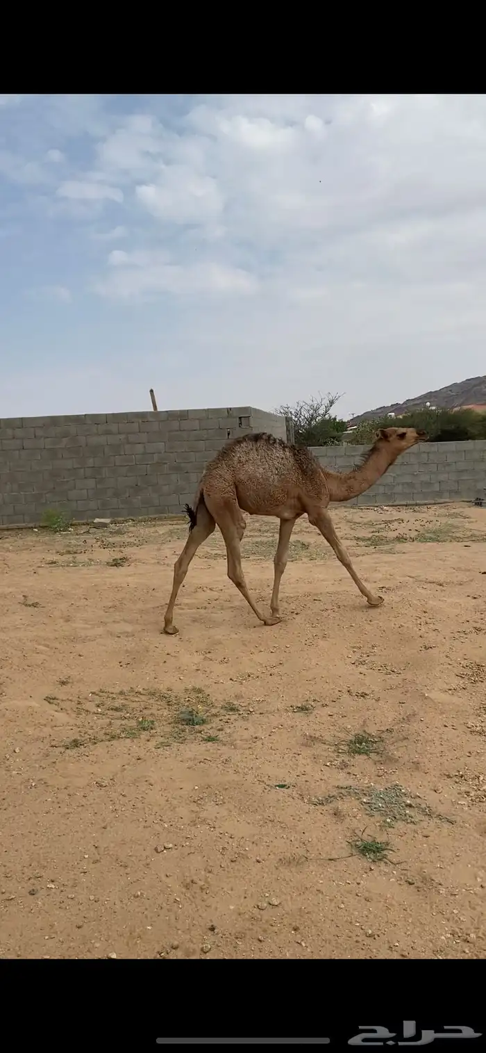 خلفه كفو 11