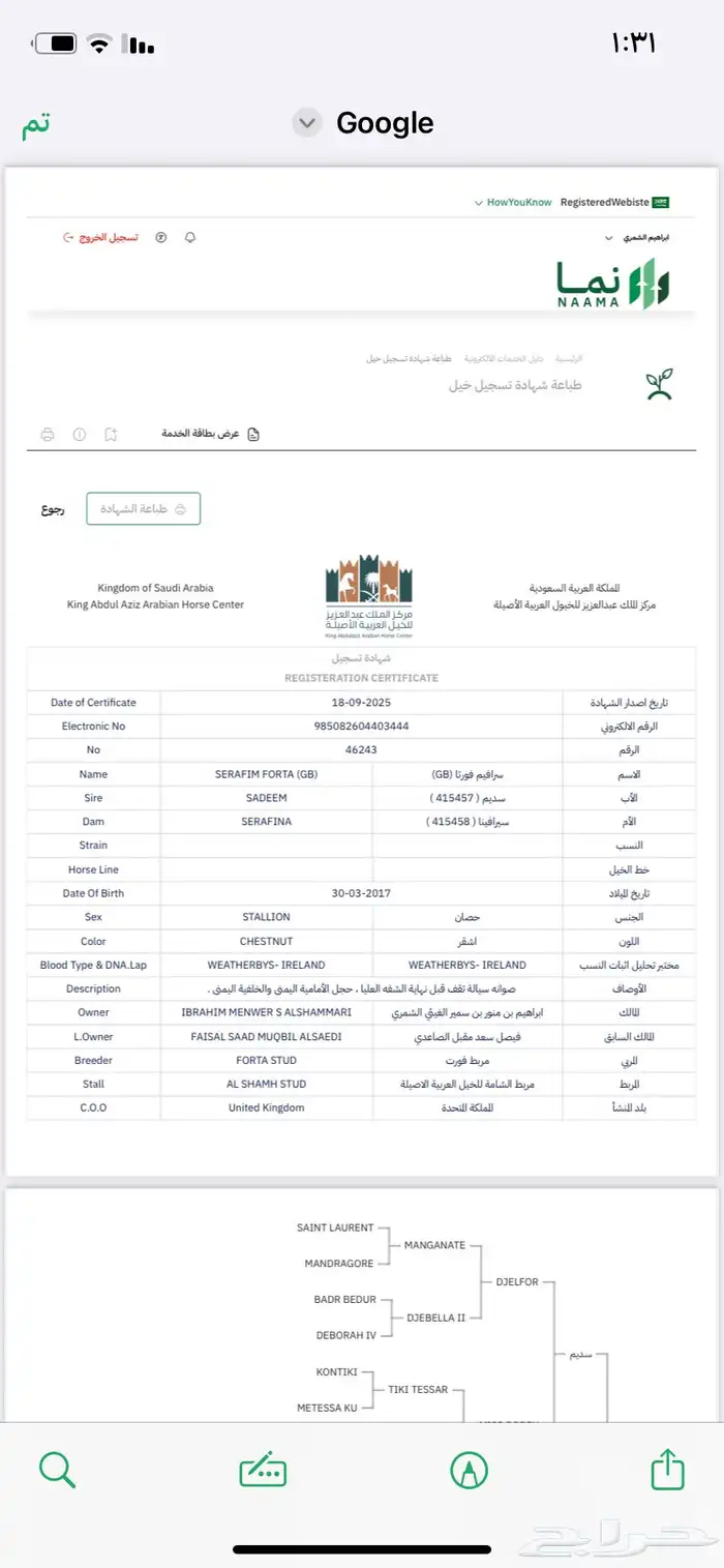 حصان واهو فرنسي 4