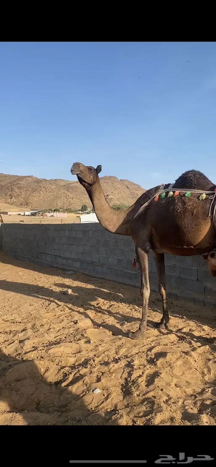 خلفه كفو 2