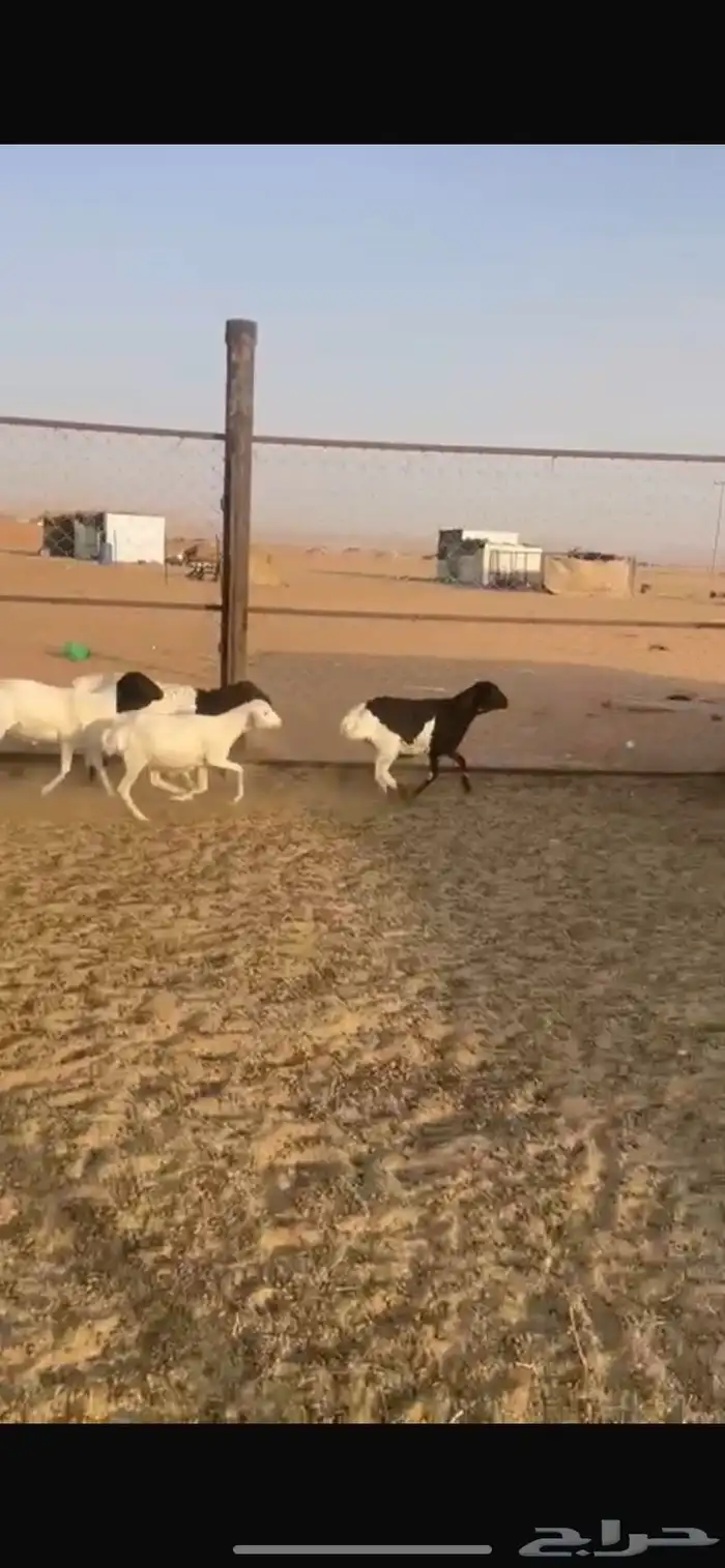 خرفان 4