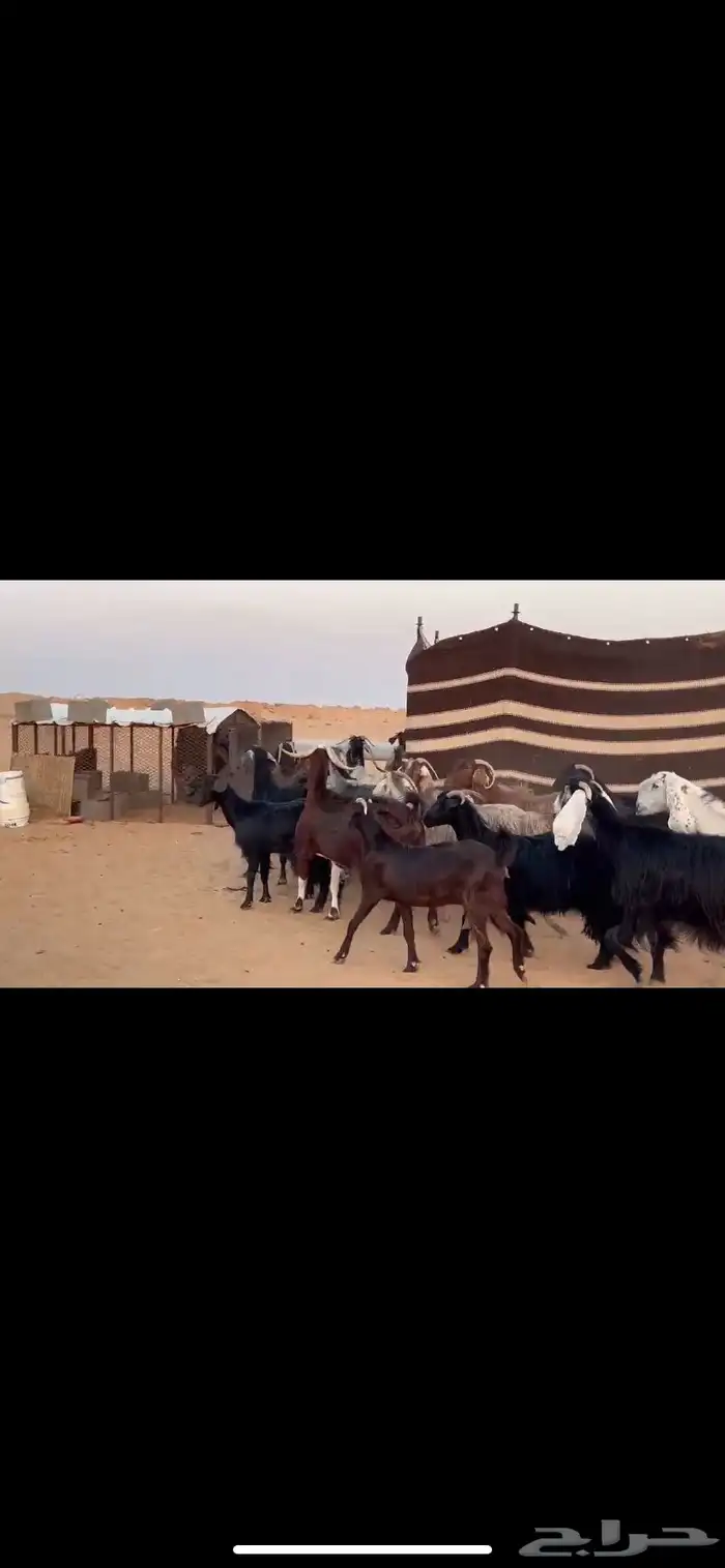 معزا دفيع 3