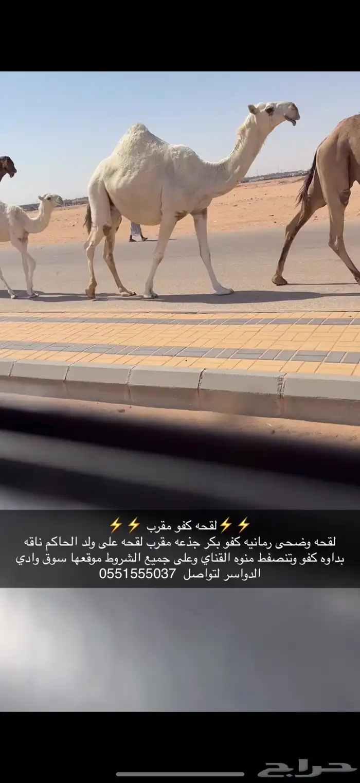 لقحه مقرب كفو 0