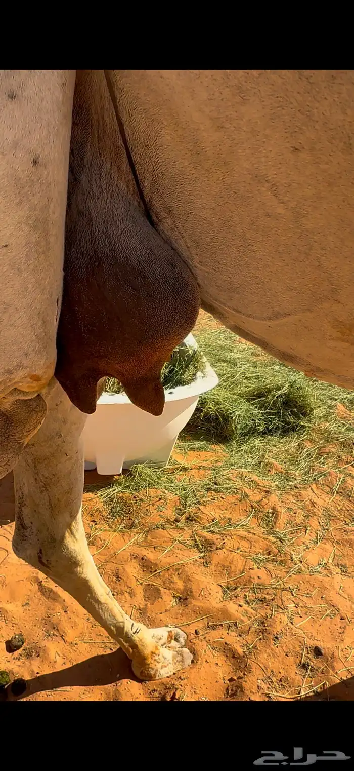 خلفه وضحى بنتها بكره 3