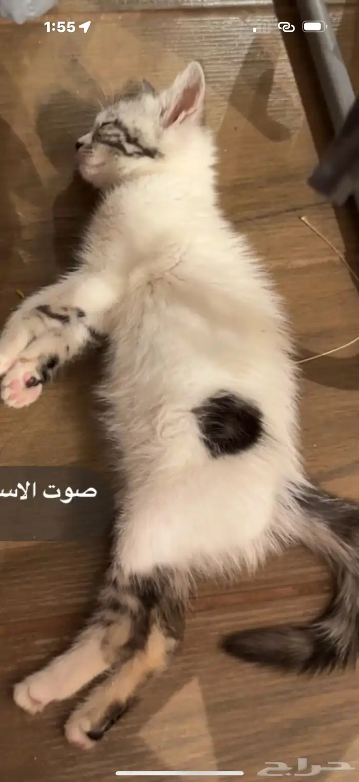 قطة مفقودة في الشرائع مخطط 2 2