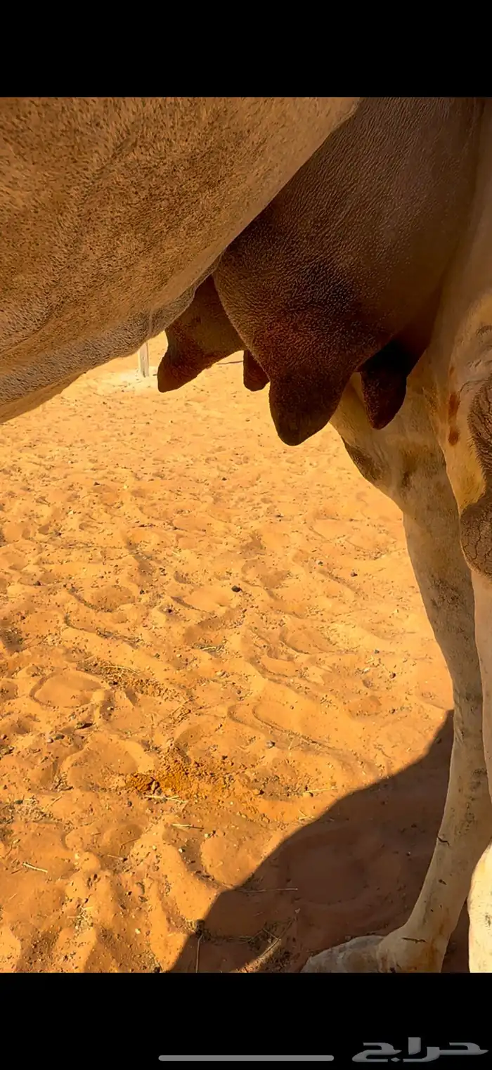 خلفه وضحى بنتها بكره 2