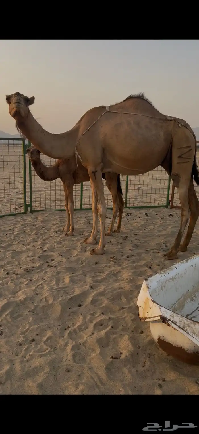 ناقه خلفه ساحليه ثاني ولده( تم البيع) 0