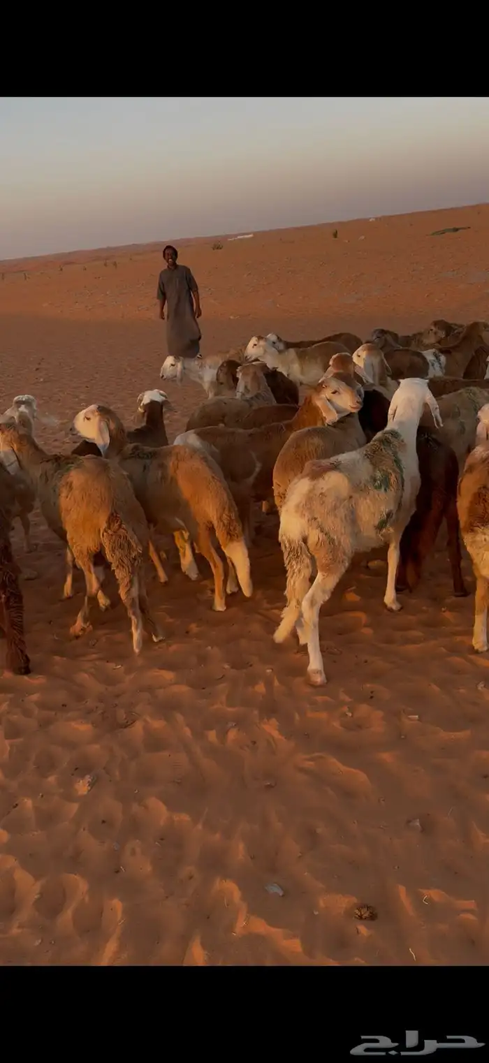 سواكن ربط جاهز شرط النظافة والصحة 6