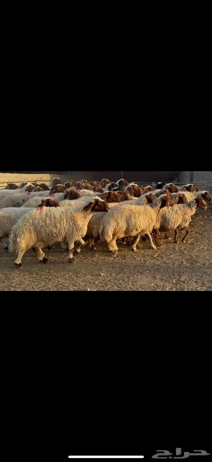 غنم نعيم دفيع مقاني 3