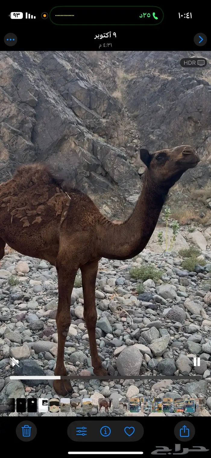 بكره على حليب امها والربيع فل شحم ولحم 0