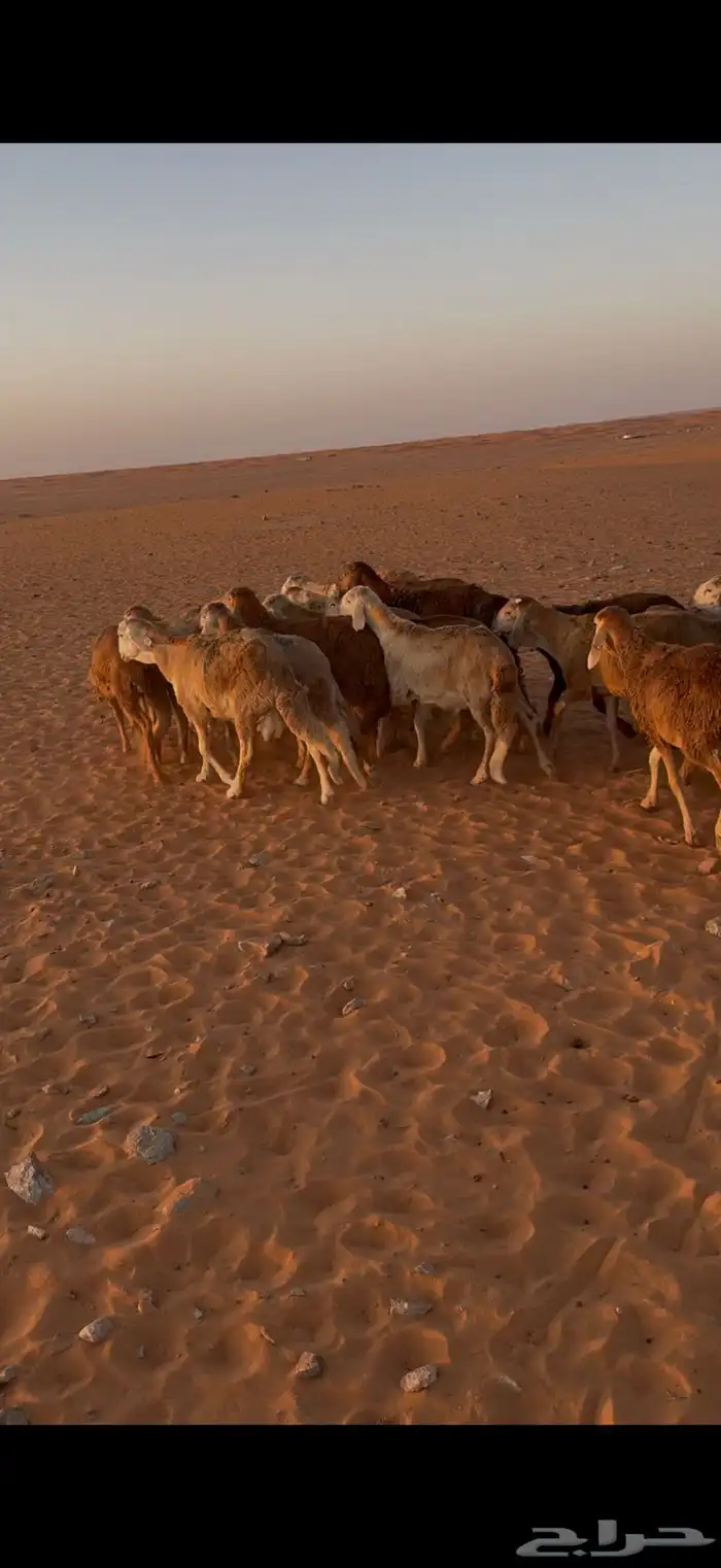 سواكن ربط جاهز شرط النظافة والصحة 2