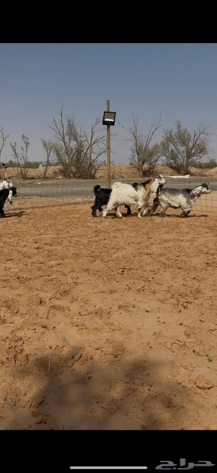 تاسيس مراح جفرات عوارض ملاوين. 4