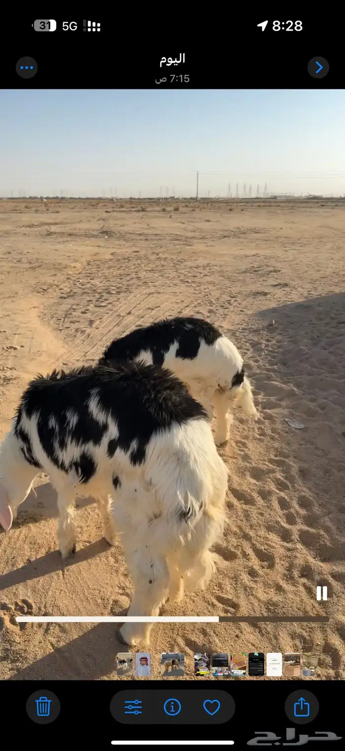 للبيع طليان جذعان 1
