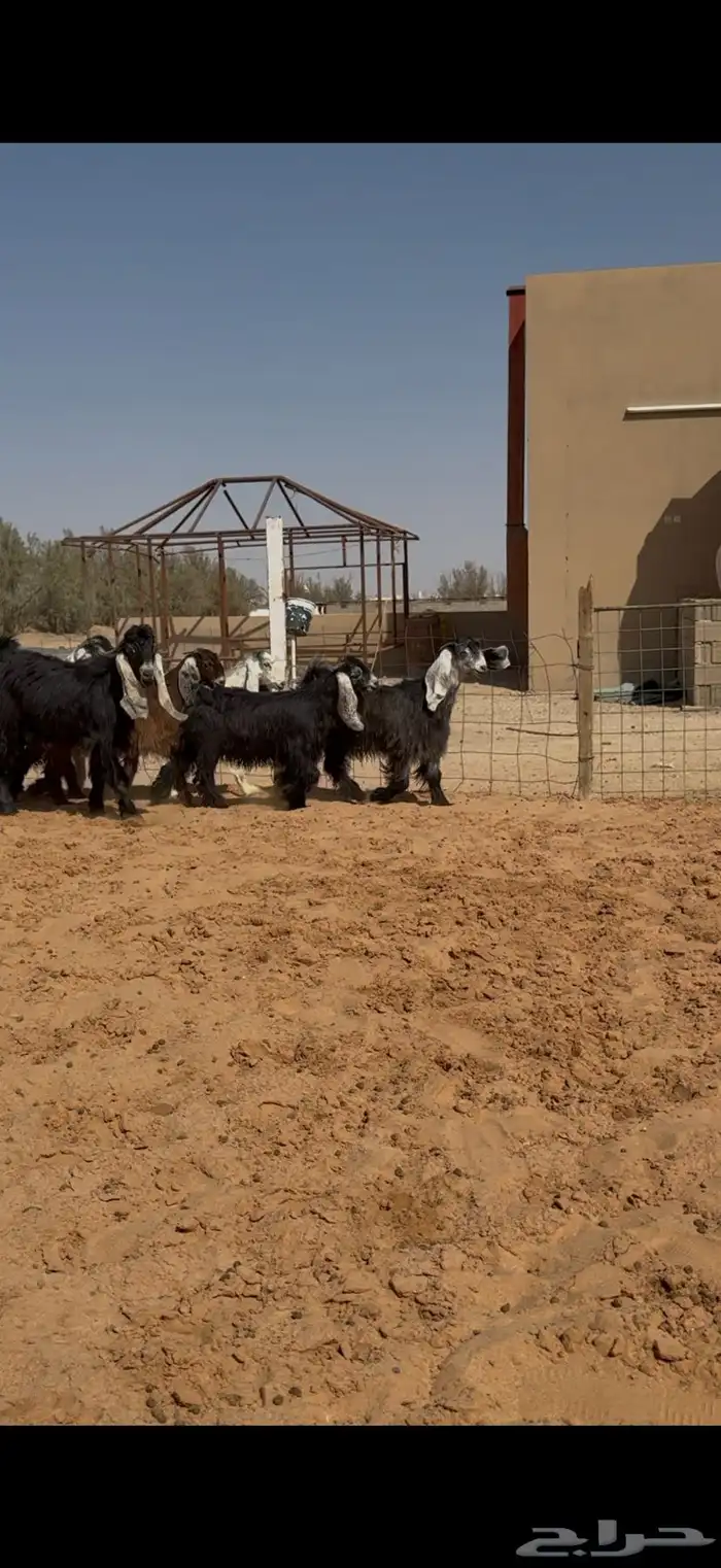 تاسيس مراح جفرات عوارض ملاوين. 6