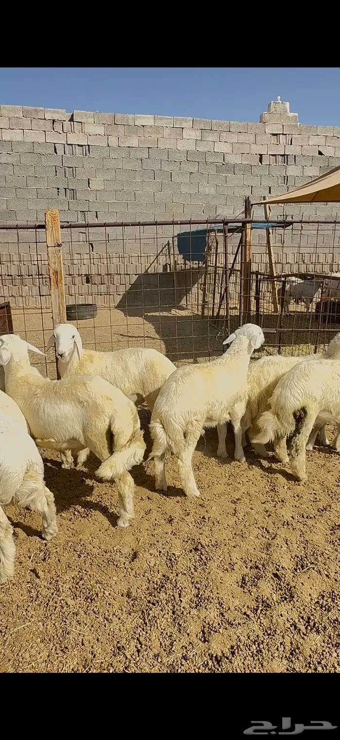 طليان وتيوس وسواكن ذبايح للبيع مع أمكانية الذبح والتوصيل للع 14