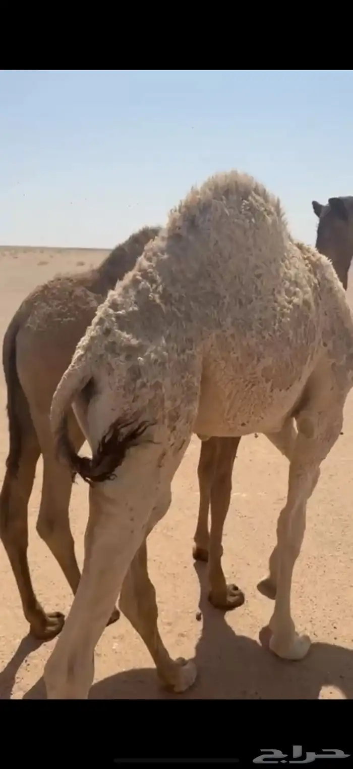 الموقع جنوب عفيف 0
