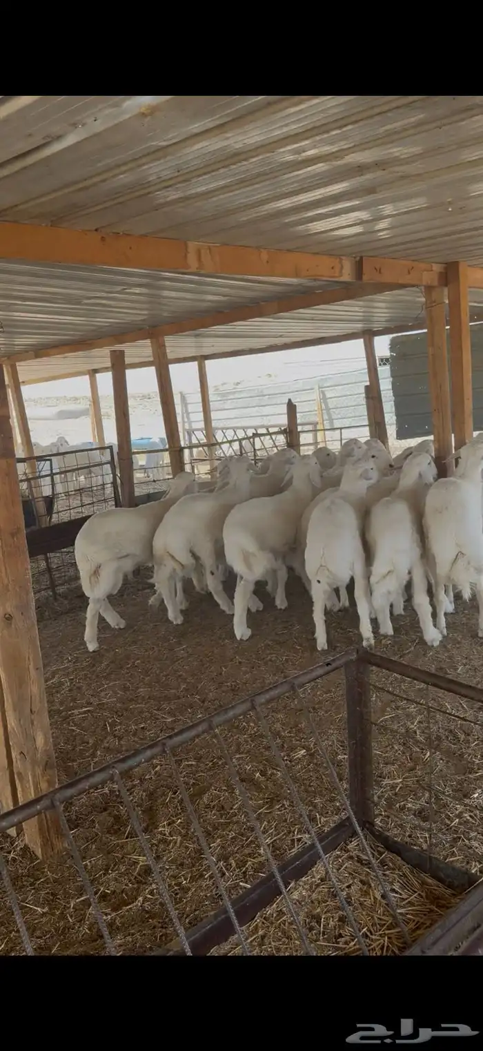 ذبايح ذبيحه نعيمي حري تيوس يوجد تمارا 5