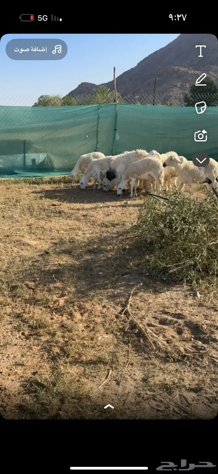 ضان للبيع 0