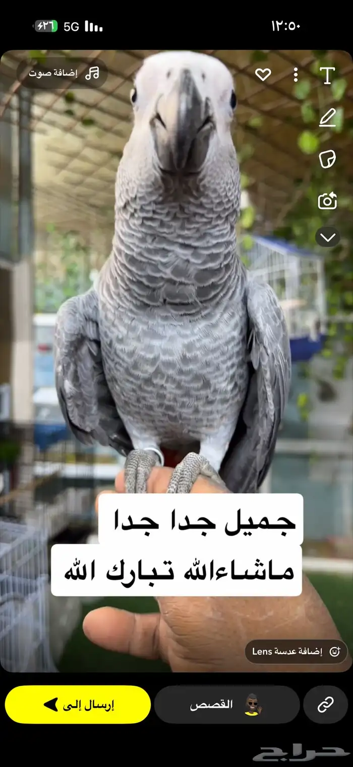 كاسكو هولندي مميز 3