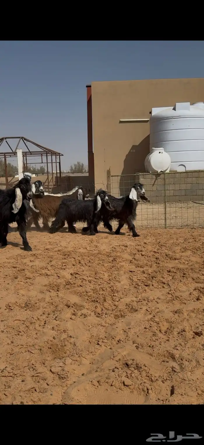 تاسيس مراح جفرات عوارض ملاوين. 5