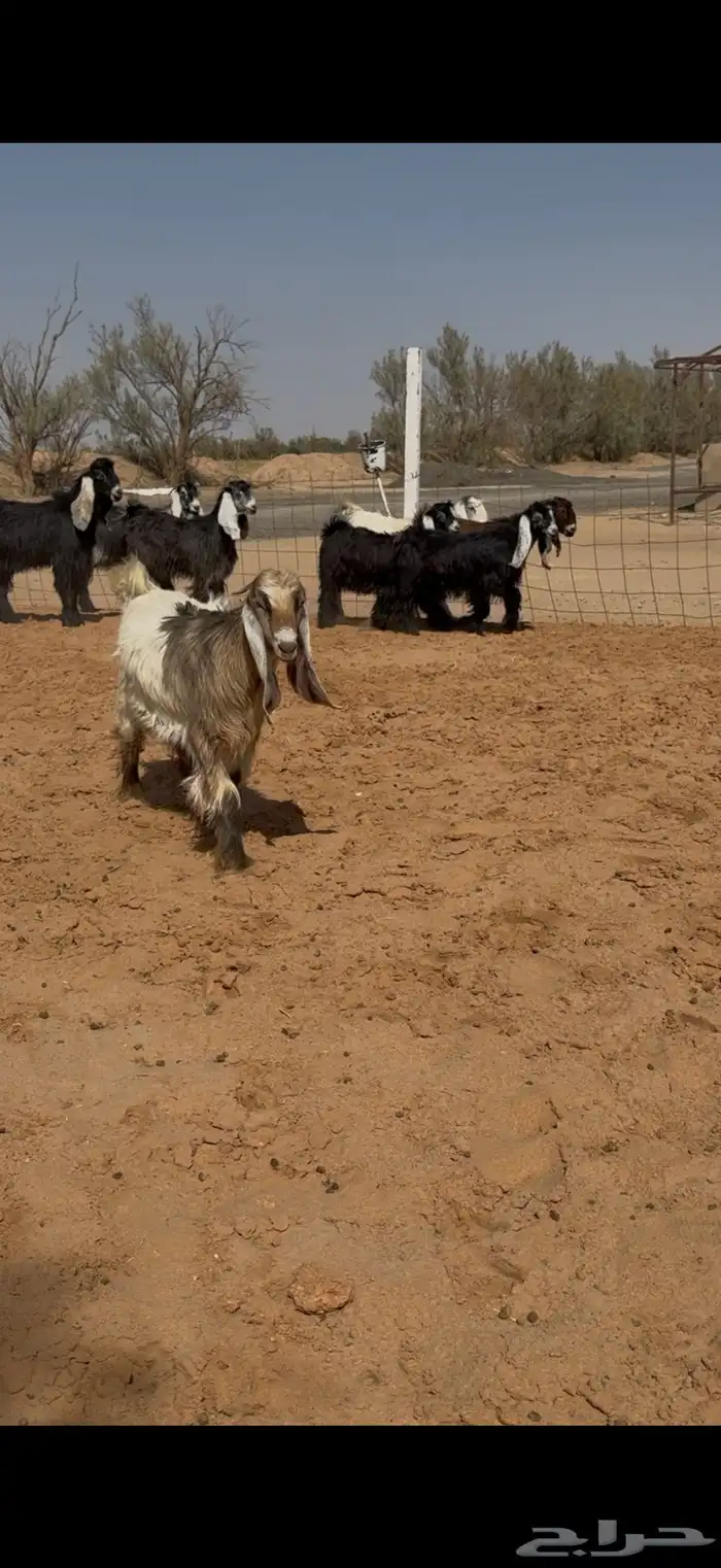 تاسيس مراح جفرات عوارض ملاوين. 3