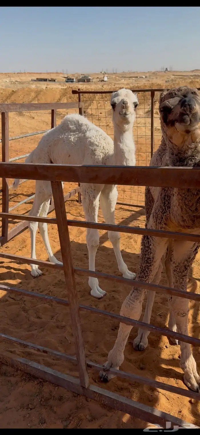 خلفه وضحى بنتها بكره 0