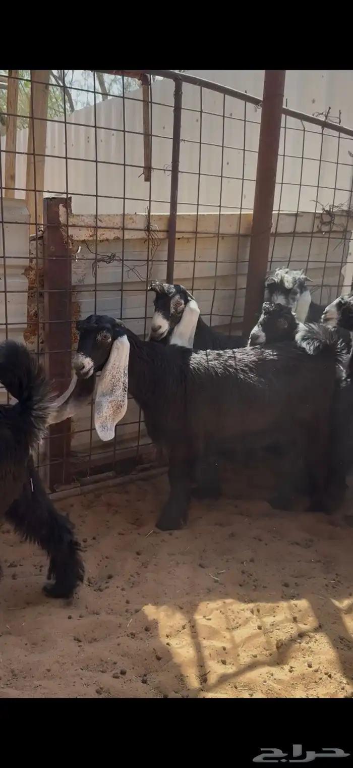 جفرات عوارض صنف 1