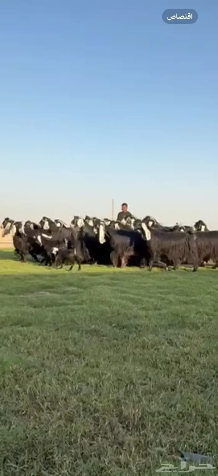 مراح عوارض صنف فاااخره جروم ناااهيه 7