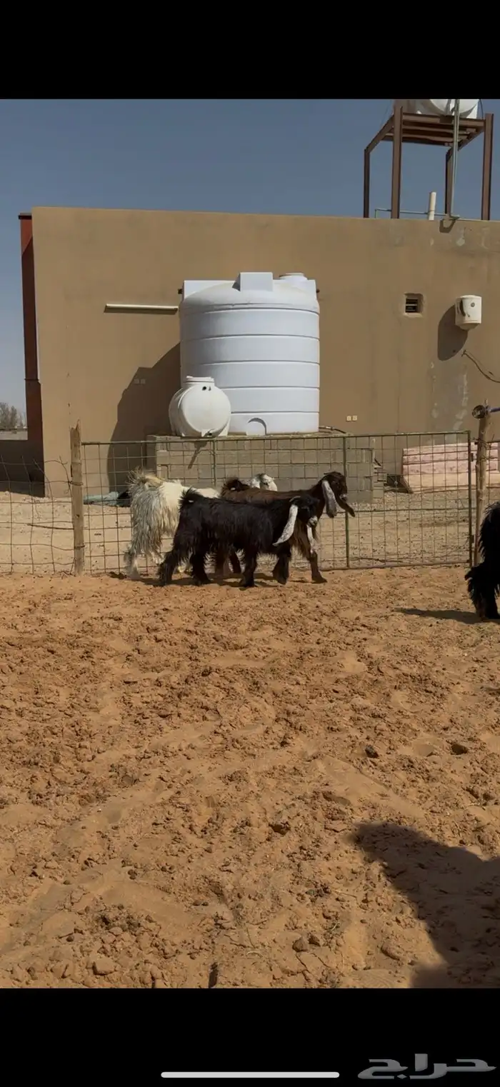 تاسيس مراح جفرات عوارض ملاوين. 1