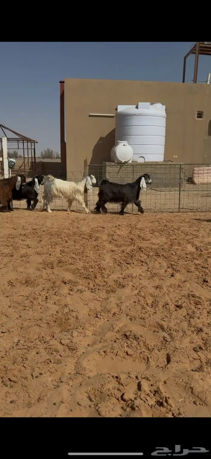 تاسيس مراح جفرات عوارض ملاوين. 0