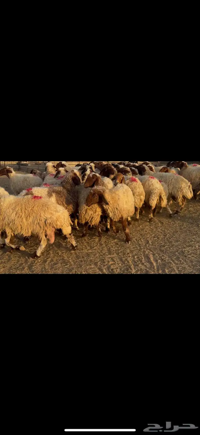 غنم نعيم دفيع مقاني 4