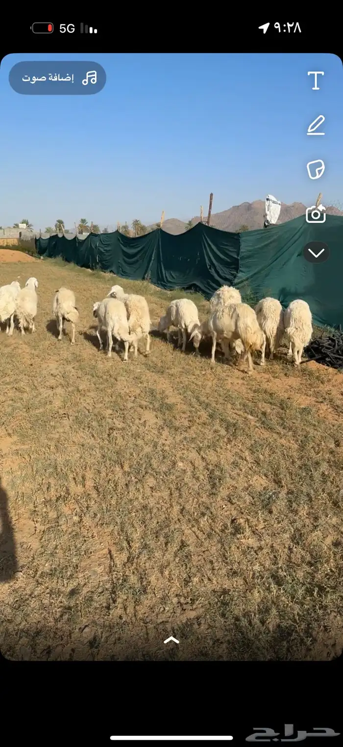 ضان للبيع 1
