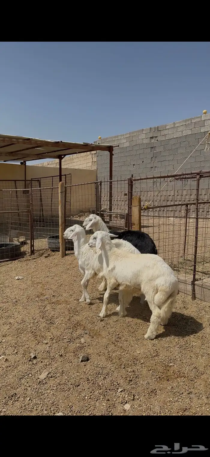 طليان وتيوس وسواكن ذبايح للبيع مع أمكانية الذبح والتوصيل للع 2