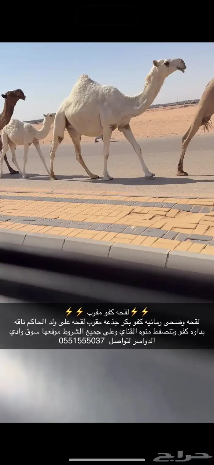 لقحه مقرب كفو 1