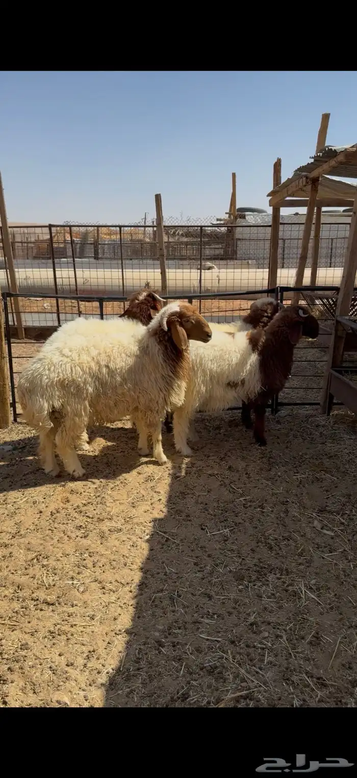 ذبايح ذبيحه نعيمي حري تيوس يوجد تمارا 0