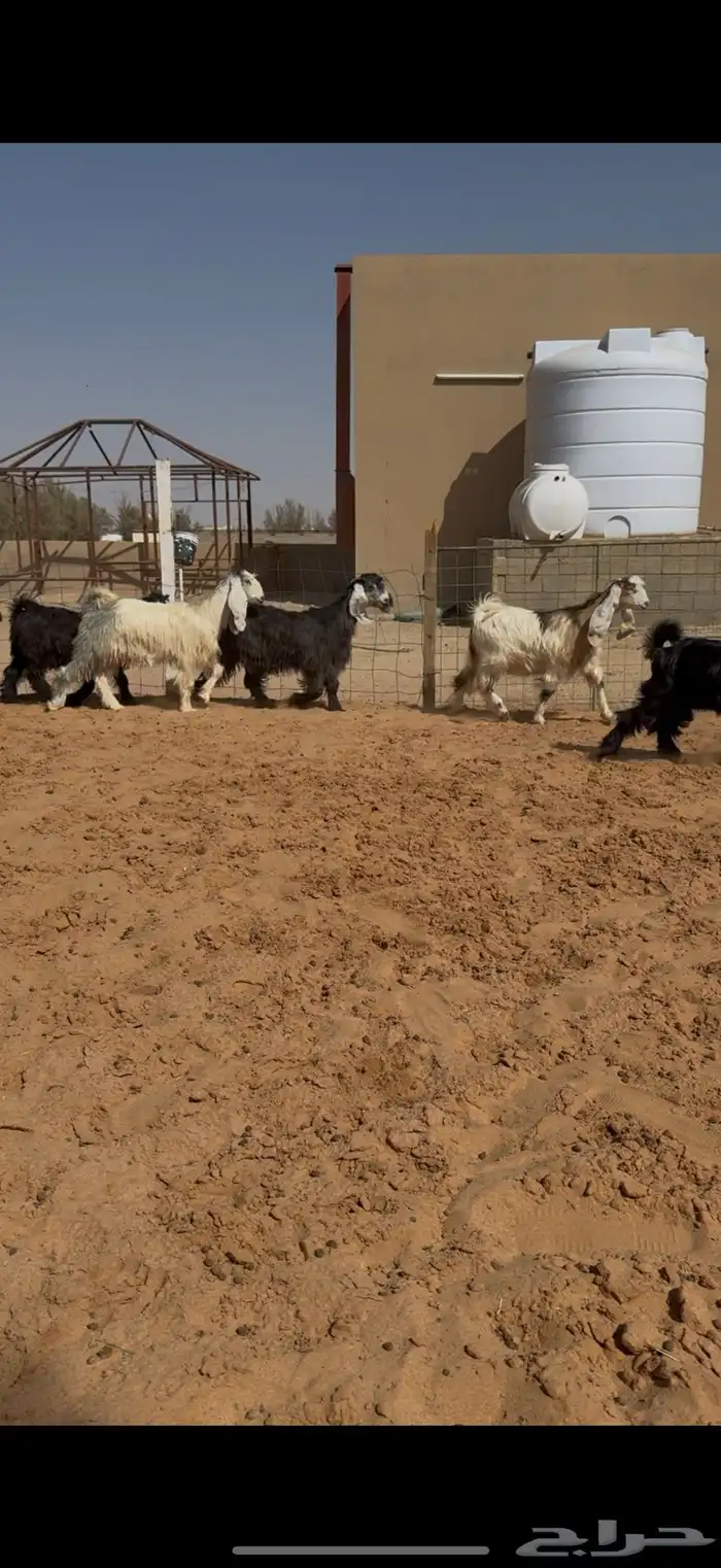 تاسيس مراح جفرات عوارض ملاوين. 7