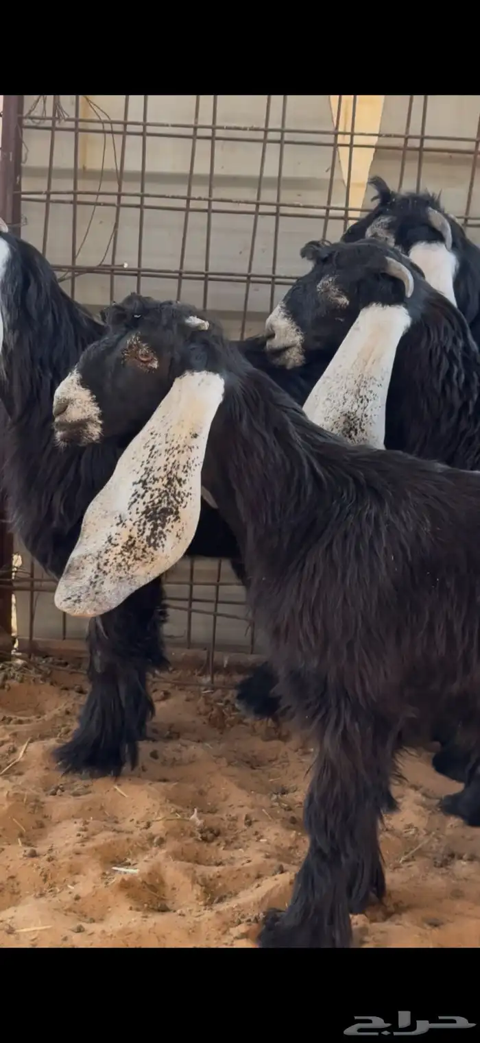 جفرات عوارض صنف 0