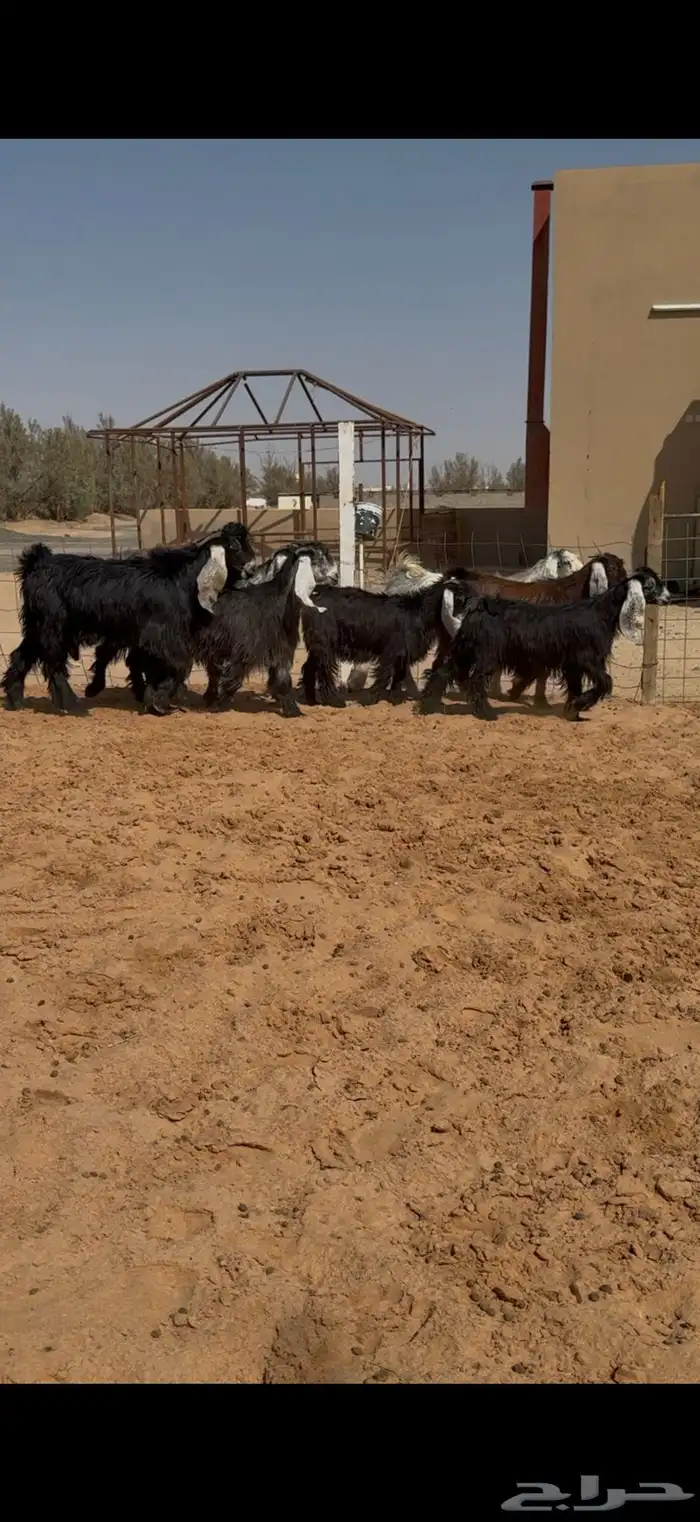 تاسيس مراح جفرات عوارض ملاوين. 2