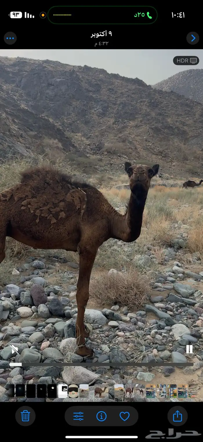 بكره على حليب امها والربيع فل شحم ولحم 1