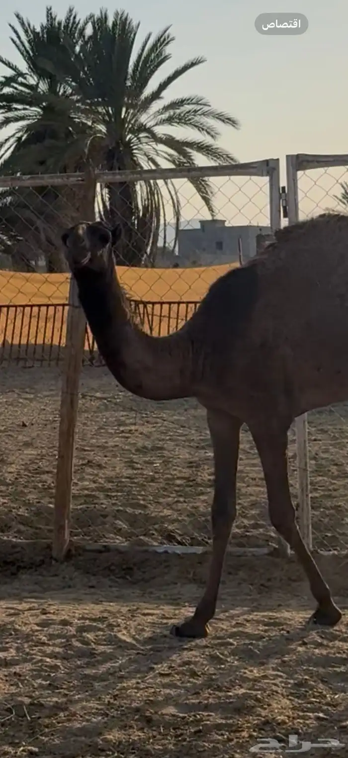 بكره كفو . 2